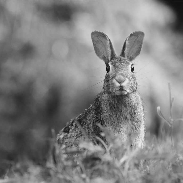 der Hase Hase sitzt läuft nicht