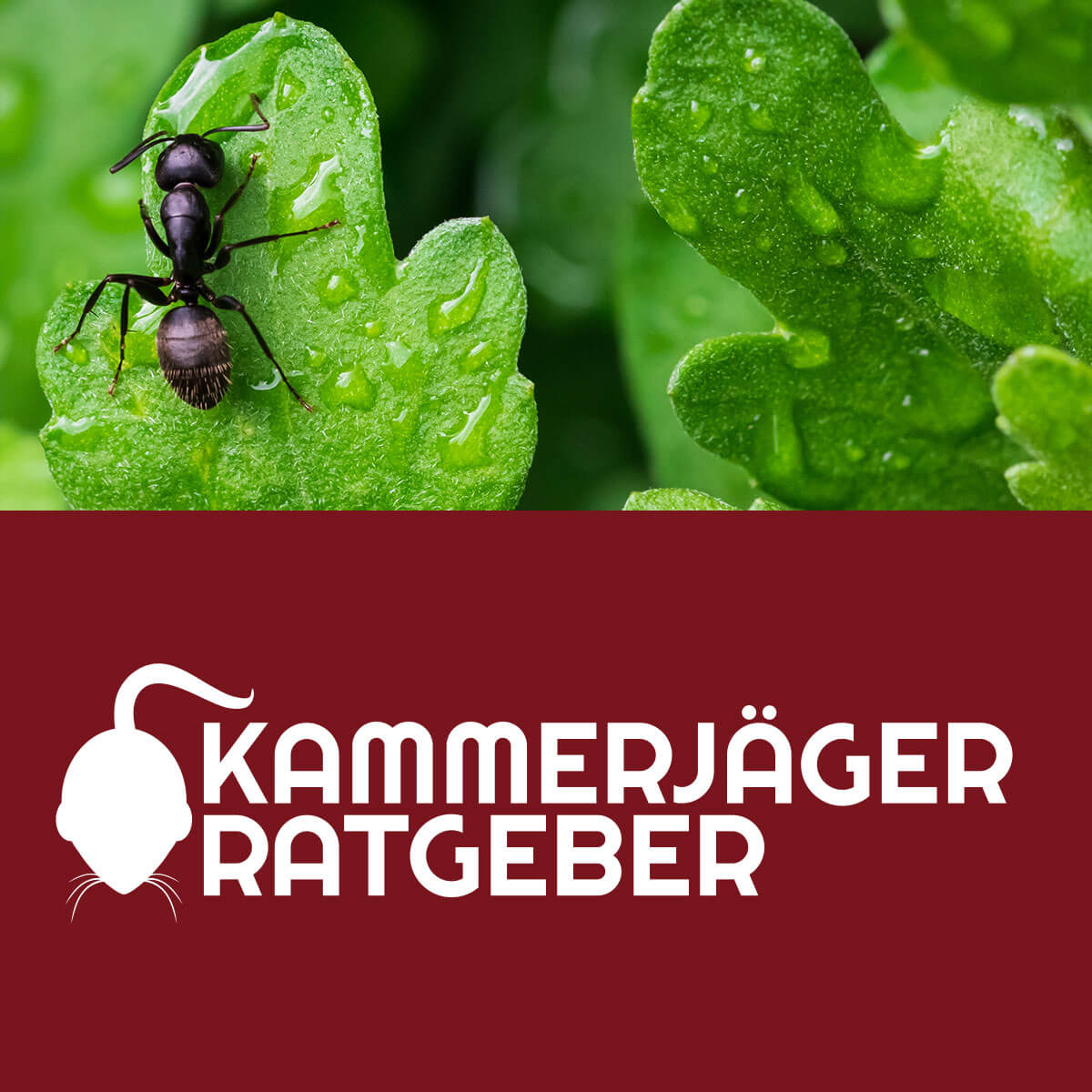 Schädlingsbekämpfung in Iserlohn, Märkischen Kreis und Umgebung